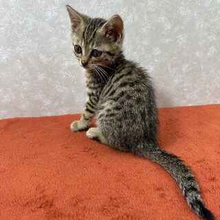 八頭身のバランスの取れたスリスリ甘猫❤ミント