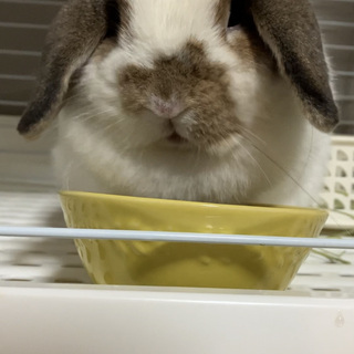 血統種　ホーランドロップ　