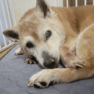 おっとり、まったり、穏やかな柴の女の子♪