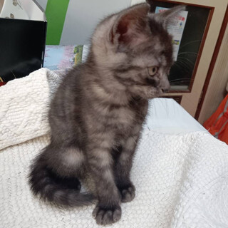 生後1ヶ月♡グレーキジ♡の可愛い7兄妹