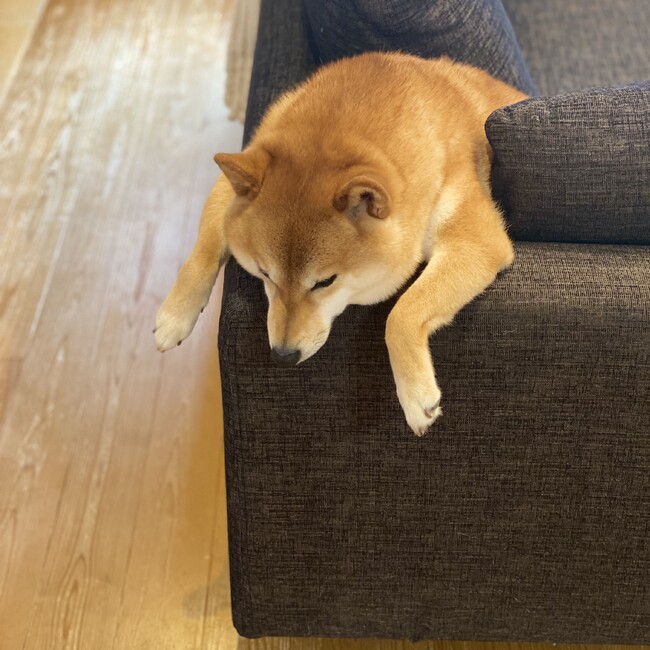 しーば0862のカバー写真