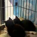 おっとりごろごろ可愛い黒猫姉妹