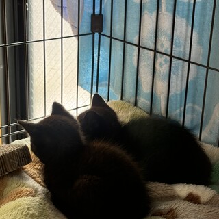 おっとりごろごろ可愛い黒猫姉妹