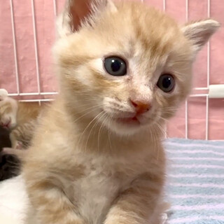 ぷくぷくモコモコ可愛い茶トラ