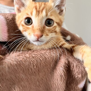 3ヶ月の茶トラ男の子。美猫ちゃん。