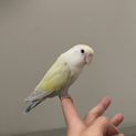 里親決定しました。コザクラインコ　3〜４歳　メス　