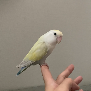 里親決定しました。コザクラインコ　3〜４歳　メス　