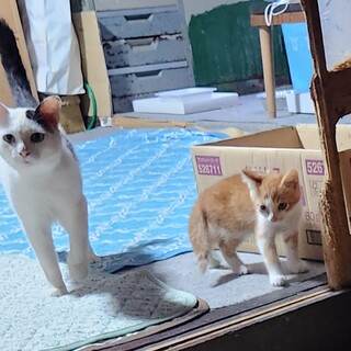 警戒心は強いけど好奇心旺盛な茶トラ白ちゃん