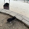 うさぎ7ヶ月