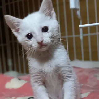 天真爛漫な真っ白な天使♡ララ