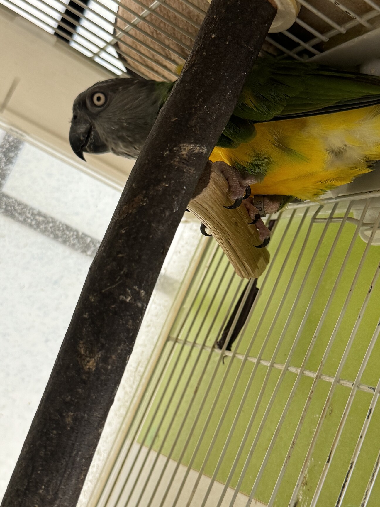 セネガルパロット 11歳」大阪府 - 鳥の里親募集(492176) :: ペット