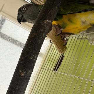 セネガルパロット　11歳　募集終了