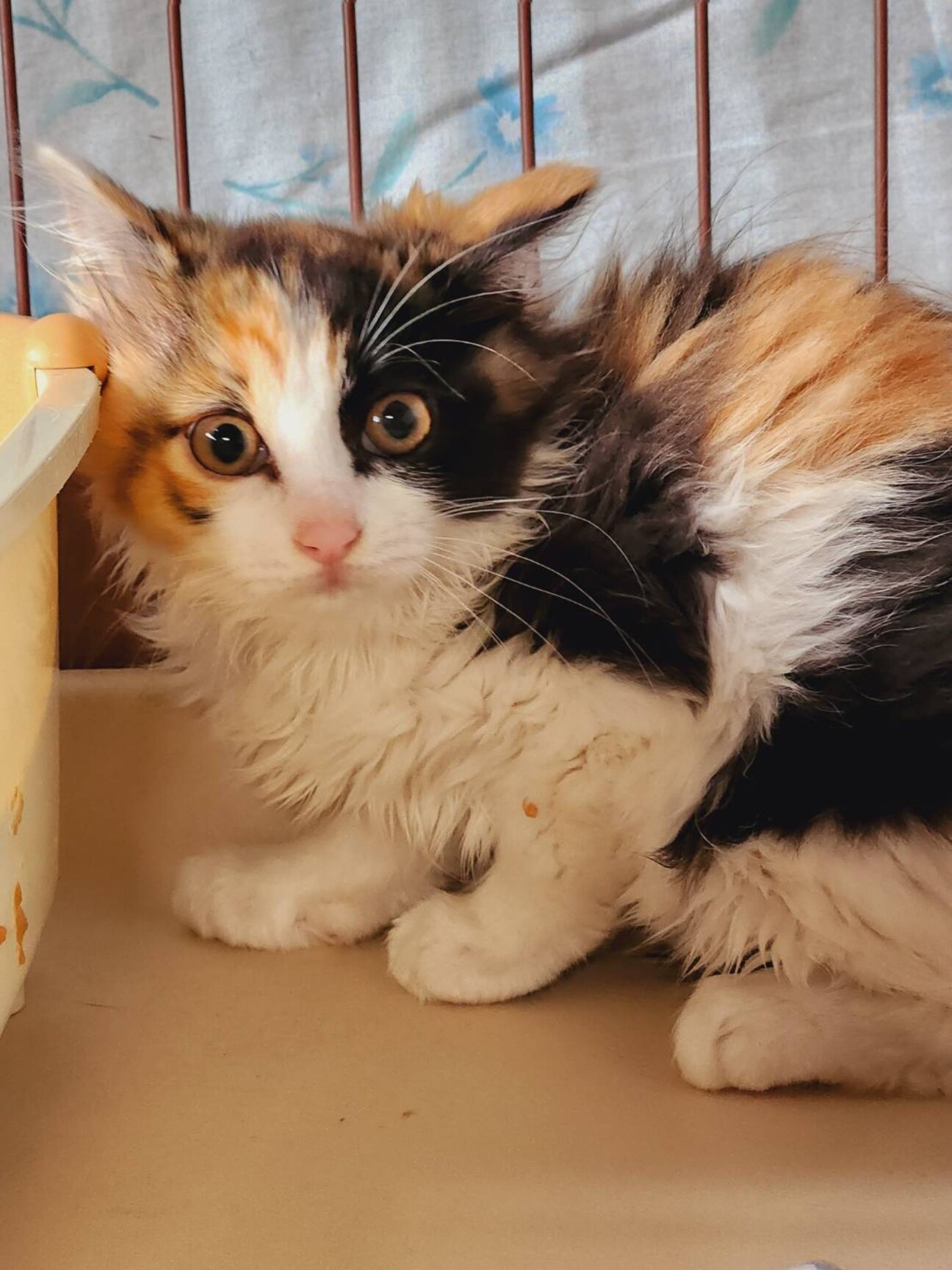 長毛 三毛猫 りんちゃん」東京都 - 猫の里親募集(492172) 1枚目の