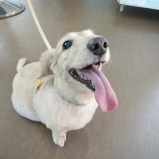 急募！ミニチュアダックス、男の子、11才