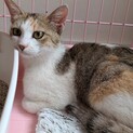 急募！手術後リリースするゴロスリの三毛猫です
