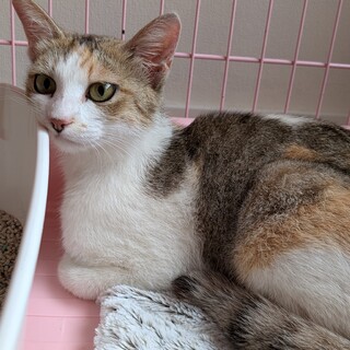 急募！手術後リリースするゴロスリの三毛猫です