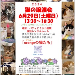 猫の譲渡会『orangeの猫たち』in大倉山