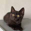 虐待現場から保護の黒猫ちゃん