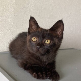 虐待現場から保護の黒猫ちゃん