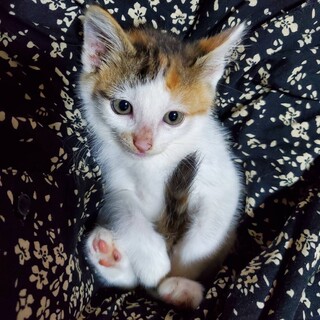 里親さま決まりました⭐︎