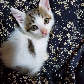 里親さま決まりました⭐︎