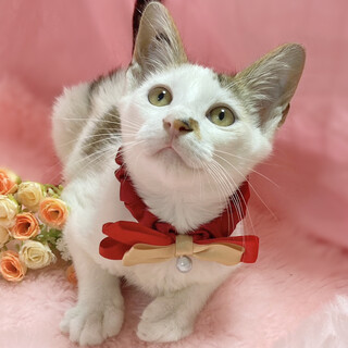 犬みたいに人懐っこい！甘えん坊『ムギ君』３ヶ月半