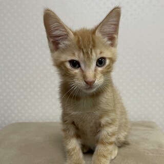 男の子だった茶トラきなこ君