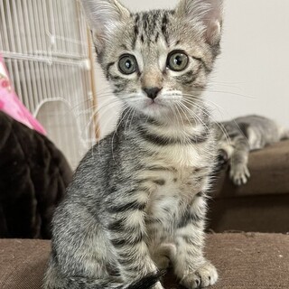 かわいいキジトラ♪おはぎちゃん