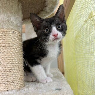 人馴れ抜群！膝の上大好き★ハムくん