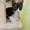 人馴れ抜群！膝の上大好き★ハムくん サムネイル2