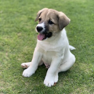 トッポ　男の子