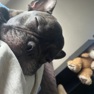 ★急募！！フレンチブルドッグの男の子♂