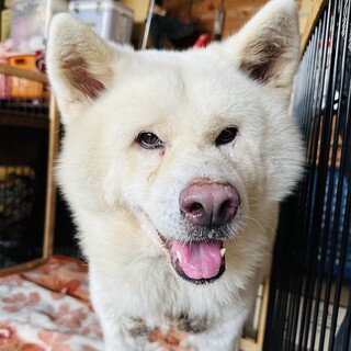 【相談中】新しい家族を探します！　いぶきくん　6歳