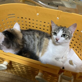 母猫と子猫2匹引き取ってくれる方。