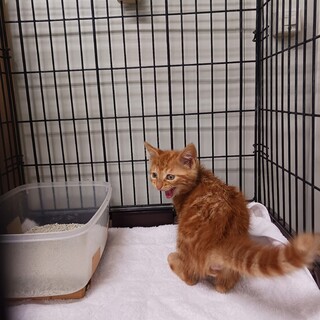 茶トラ君兄弟君を幸せに