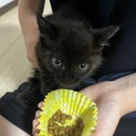 子猫を拾い保護してます。黒猫♡メス