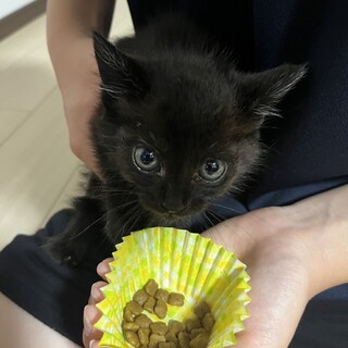 子猫を拾い保護してます。黒猫♡メス