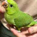 ワカケホンセイインコの幼雛です