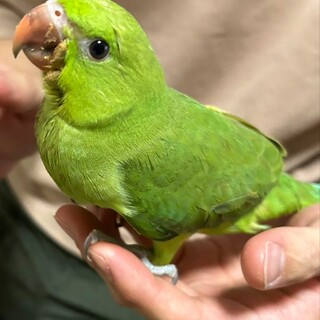 ワカケホンセイインコの幼雛です」岡山県 - 鳥の里親募集(492207