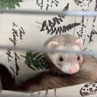 フォクシーフェレット(シナモン)女の子