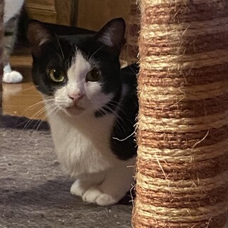 お外で出産し庭先に現れた親子猫の母猫アイナちゃん