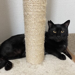 里親決定！ゆず