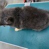 とってもイケメンなくう君！ サムネイル3