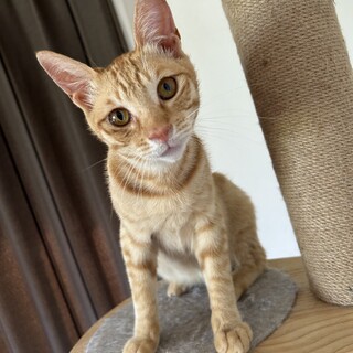 【動画あり】やんちゃな甘えん坊の茶トラくん