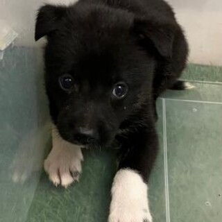 緊急！6月28日迄！　生後1ヶ月のまだ幼い子犬です