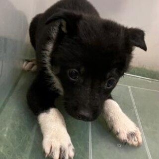 緊急！6月28日迄！　生後1ヶ月のまだ幼い子犬です