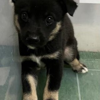 緊急！6月28日迄！　生後1ヶ月のまだ幼い子犬です