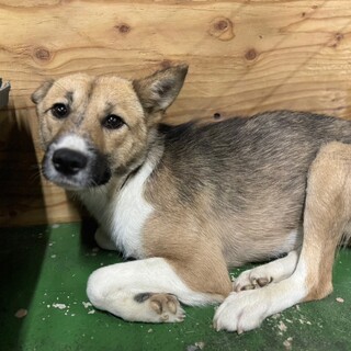 まだ幼さの残る女の子❗️ずっとのお家を‼️