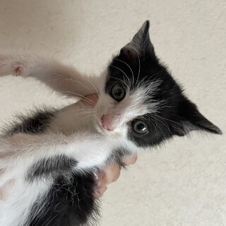 美猫少し長毛はちわれちゃん1カ月半♂べたなれ