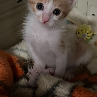 ポワポワ♡キュートなかなでちゃん